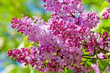 Obraz premium Pink blooms