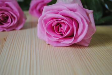 pink roses