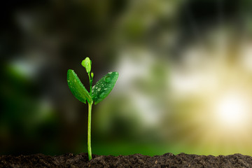 Young green sprout with water drop growing out from soil on blurred green nature with soft sunlight  background, environmental concept