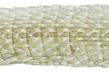 Naklejka premium Macro shot of snake skin shedding texture,boa, on white background