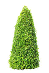 Tall bush isolated,Objects with Clipping Paths