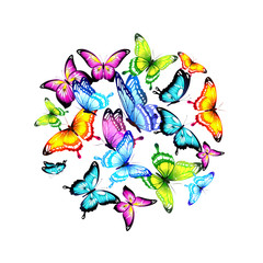 beautiful color butterflies,set, isolated  on a white