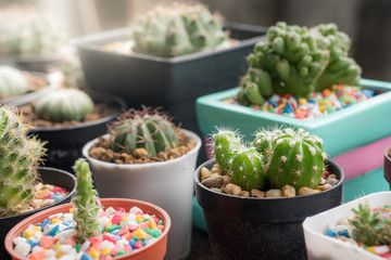 Many cactus pots are set on wooden boards.