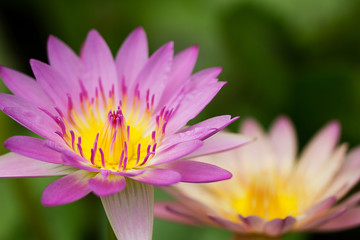 Selective focus of pink lotus blooming on blurred background