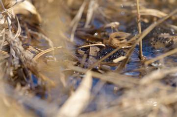 Frogspawn in water surrounded by previous years yellow reed leaf in the beginning of spring on a...
