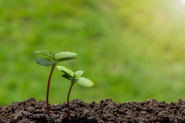 Young green sprout with water drop growing up from soil on blurred green nature with soft sunlight  background, environmental concept