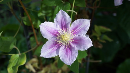 clematis piilu purple white flower
