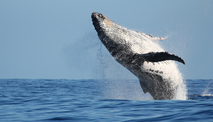 Fototapeta premium Imponujące skoki wielorybów na wyspie Reunion
