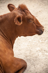 Vaca menorquina tumbada en el suelo
