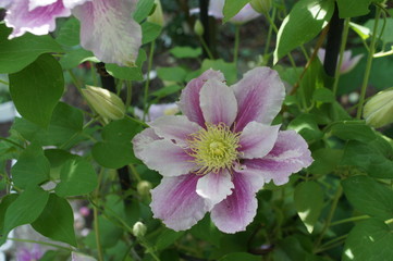 Clematis piilu purple white flower