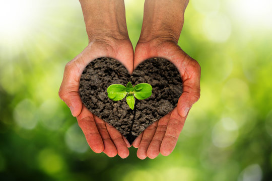 Man's hands holding heart shaped soil with growing sprout on blurred green nature bokeh background, environment concept