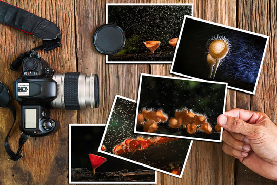 Man's hand selecting mushroom photos stack and old grunge camera on vintage grunge wooden background, photography hobby concept