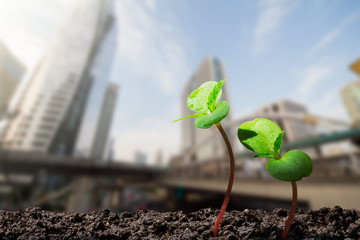 Young green sprouts with water drop growing up from soil on blurred city with soft sunlight ...