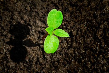 Young green sprout with water drop growing up from soil partly in shade and partly in light, environmental concept, top view