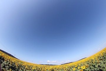 Obraz premium Sunflower field with blue sky fish eye lens view