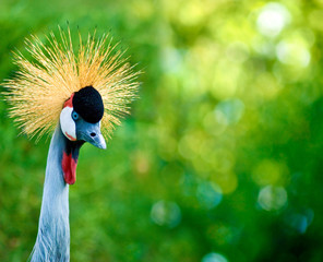 image of crowned crane in a park closeup