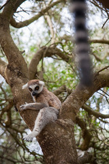  Ring-tailed lemur