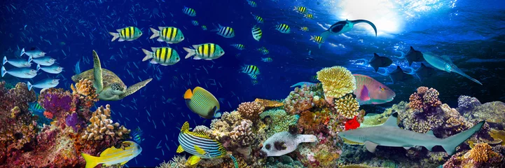 Gardinen buntes breites Unterwasser-Korallenriff-Panorama-Banner-Hintergrund mit vielen Fischen, Schildkröten und Meereslebewesen / Unterwasser Korallenriff Hintergrund © stockphoto-graf