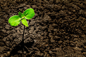 Young green sprout with water drop growing up from soil partly in shade and partly in light, environmental concept, top view