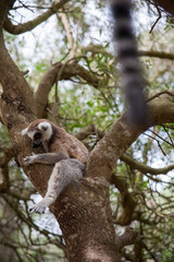 Fototapeta premium Ring-tailed lemur