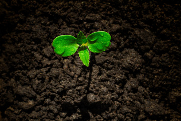 Young green sprout with water drop growing up from soil partly in shade and partly in light, environmental concept, top view