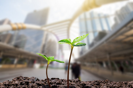 Young green sprouts with water drop growing up from soil on blurred city with soft sunlight  background, environmental concept