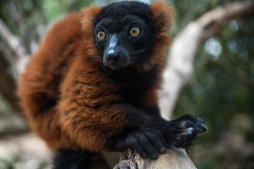red ruffed lemur