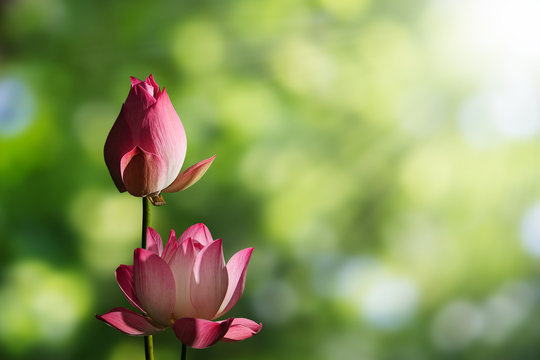 Fototapeta Pink lotus flowers on blurred green bokeh background with soft sunlight