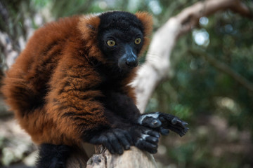 red ruffed lemur © IVAN