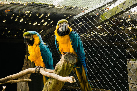 2 perroquets