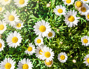 Flower bed of white daisy background