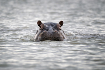 Hippopotamus head sticking out of water. Hippo in water