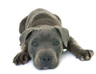 puppy staffordshire bull terrier