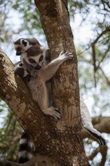  Ring-tailed lemur