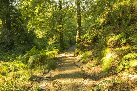 forrest by Llianberis lake in north wales