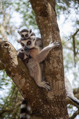  Ring-tailed lemur