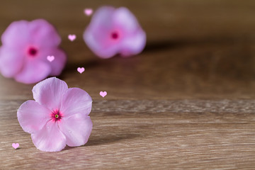 Selective focus pink flowers blooming with pink heart with soft shadow on grunge vintage wooden table, love concept in vintage style