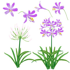 Purple agapanthus flower spring for object. The flower is vector design with four blossom, three bouquet of agapanthus flower and leaf. 