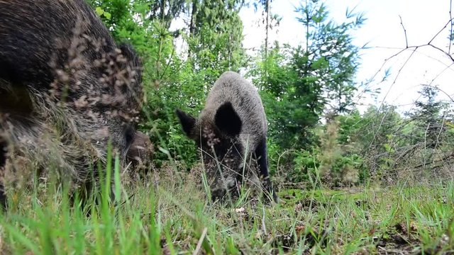 Wildschwein Rotte bei der Futtersuche, Weitwinkel, August
