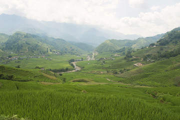 Naklejka na ściany i meble Agriculture Green Rice field and rice terraced on mountain at SAPA, Lao Cai, Vietnam.