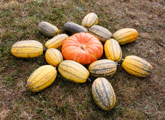 Ripe autumn pumpkins ornaments on the farm