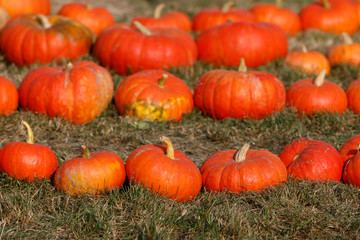 Ripe autumn pumpkins ornaments on the farm