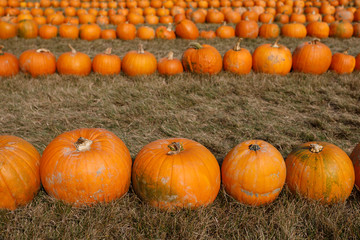 Ripe autumn pumpkins ornaments on the farm