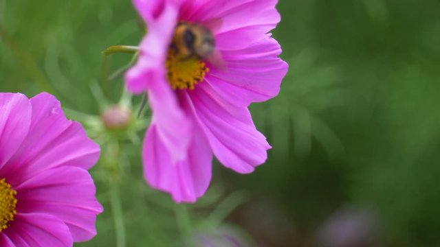 Honey Bee Gathering Pollen From Pink Yellow Flowers