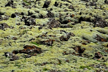 Lava field, Blue Mountains, Iceland