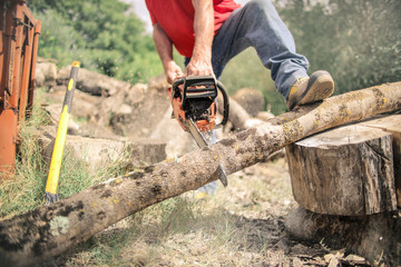 Lumberjack cutting a trunk