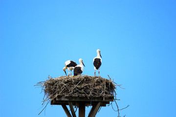White storks in nest 
