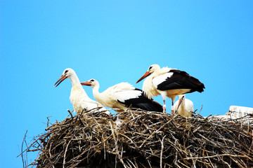 White storks in nest
