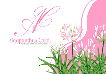 Agapanthus flower spring for card. Pink text design on card with pink agapanthus flower is vector for card. This is agapanthus flower collection.