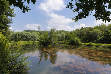 Teich im Sommer